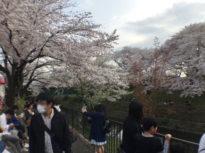 新境川の桜並木／花見客