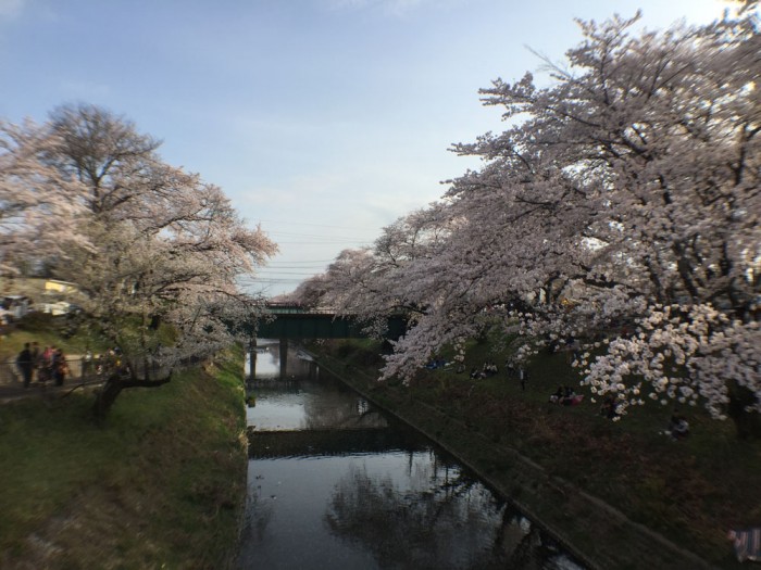 新境川の桜並木