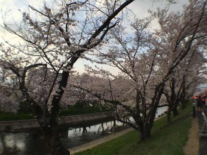 新境川の桜並木