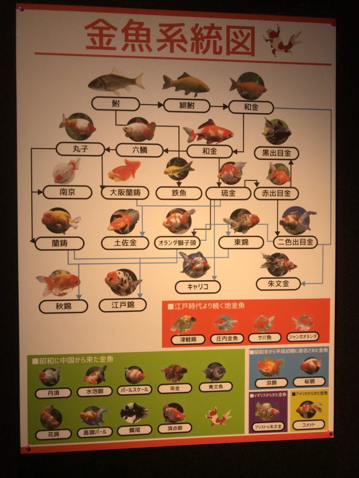 金魚系統図