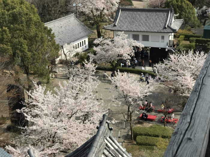 桜満開｜犬山城天守からの眺め