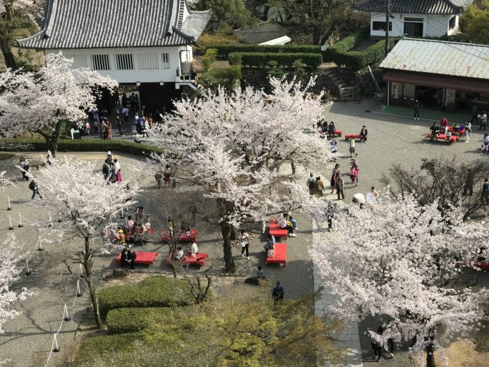 桜満開｜犬山城天守からの眺め